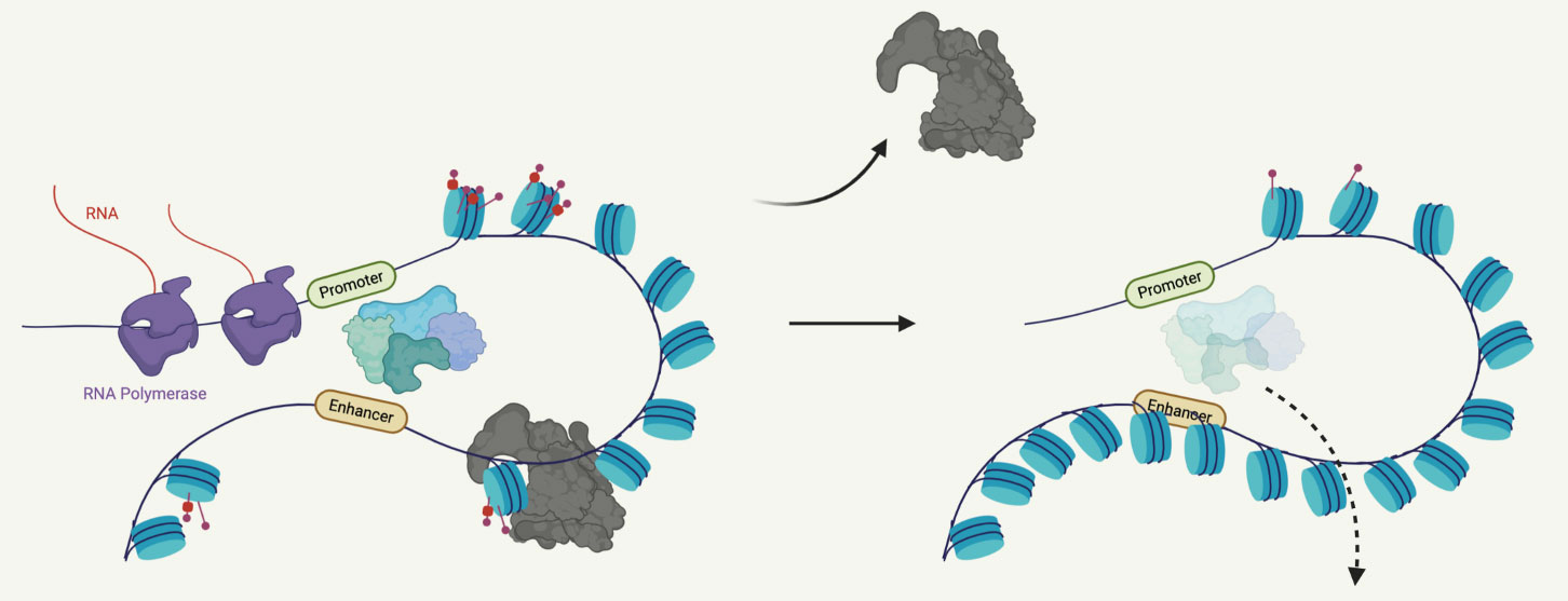 Research | Hargreaves Lab - Salk Institute for Biological Studies